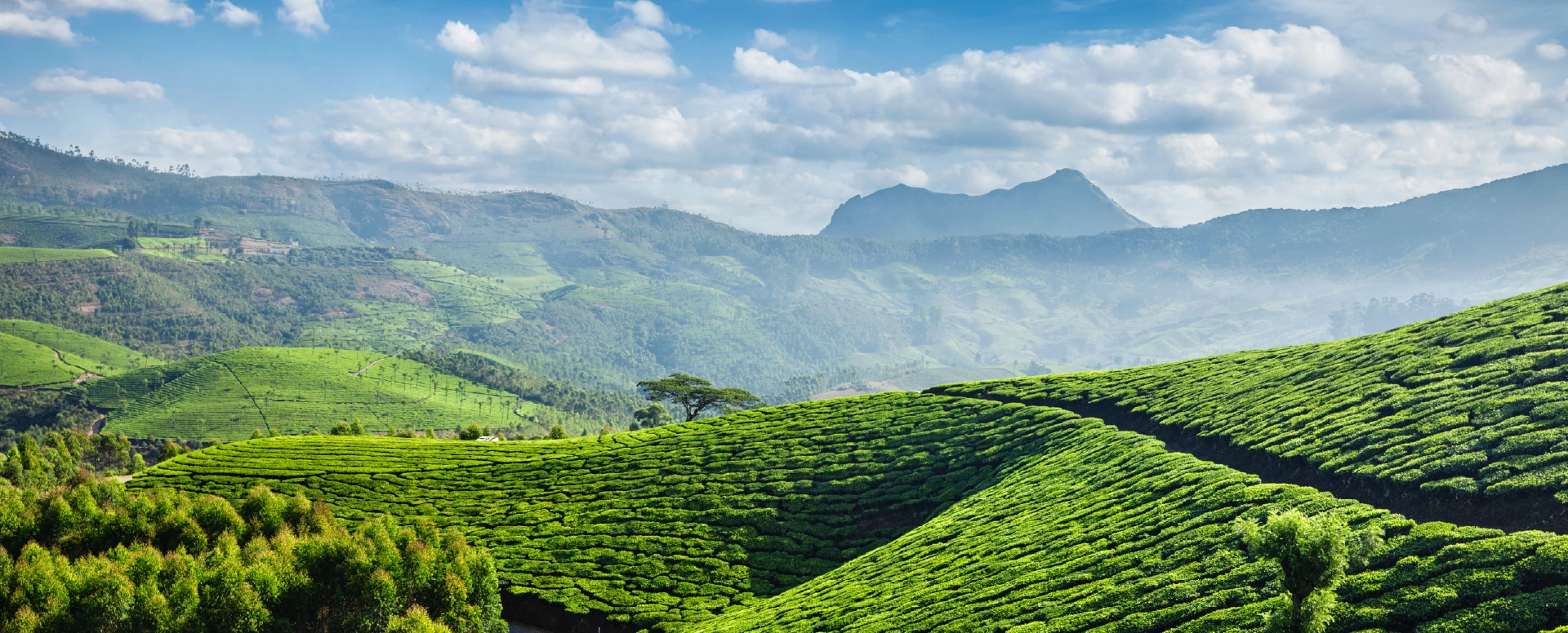 Copper Castle, Munnar Banner